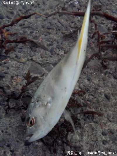 ���ޥ���