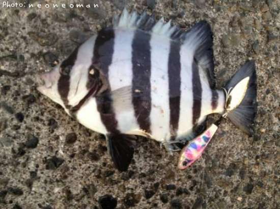 ���ޥ���