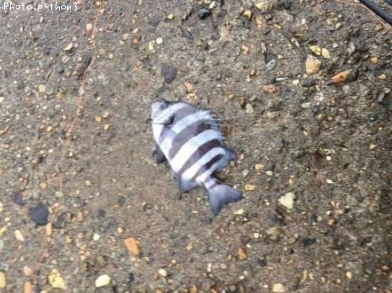 ���ޥ���