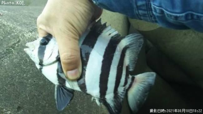 ���ޥ���