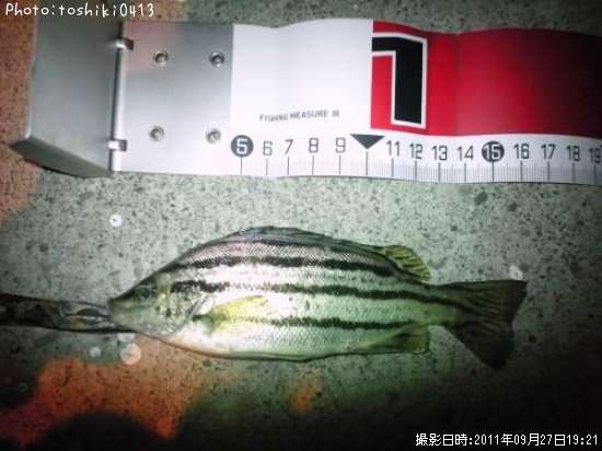 ���ޥ�����