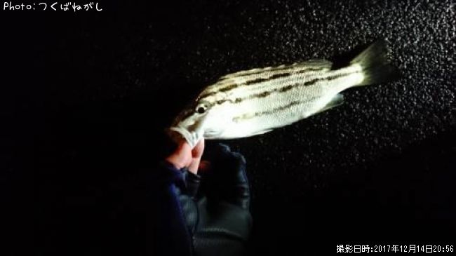 ���ޥ�����