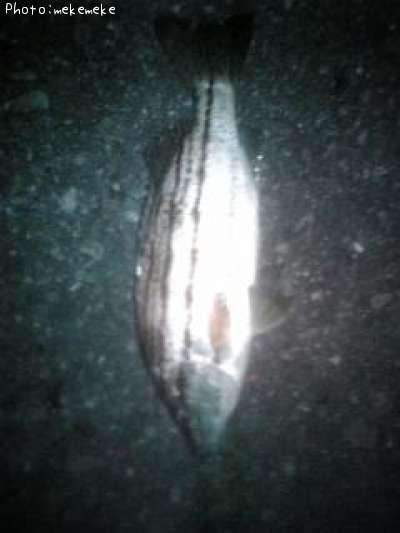 ���ޥ�����