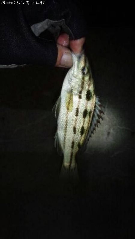 ���ޥ�����