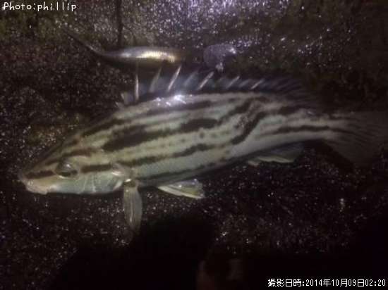 ���ޥ�����