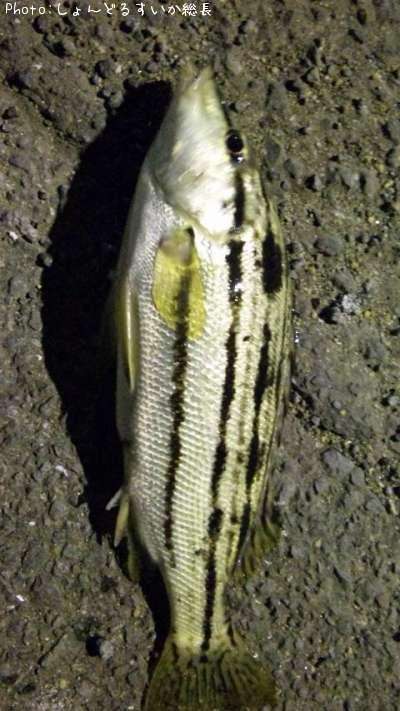 ���ޥ�����