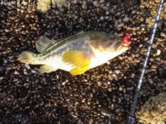 ���ޥ���