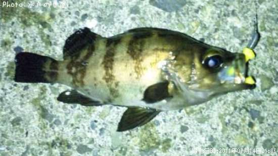 ������Х�