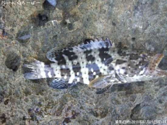 ����ե�ϥ�