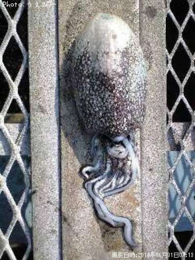 ����䥱����