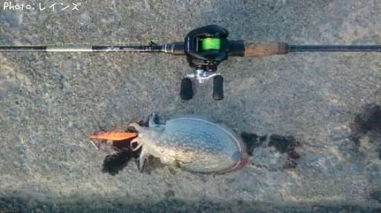 ����䥱����