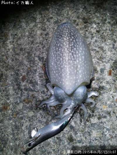 ����䥱����