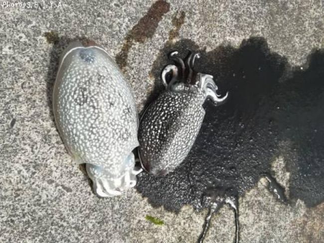 ����䥱����