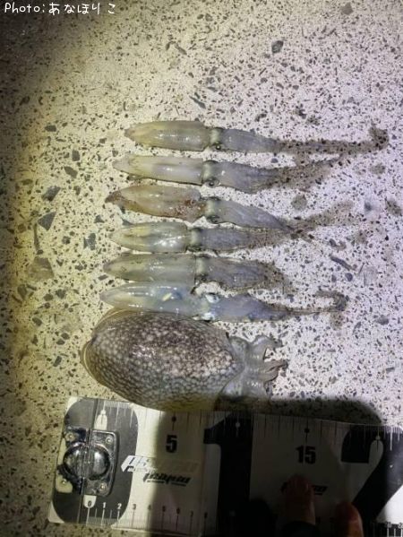 ����䥱����