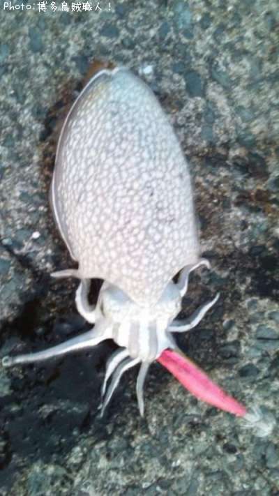 ����䥱����