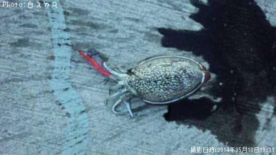 ����䥱����