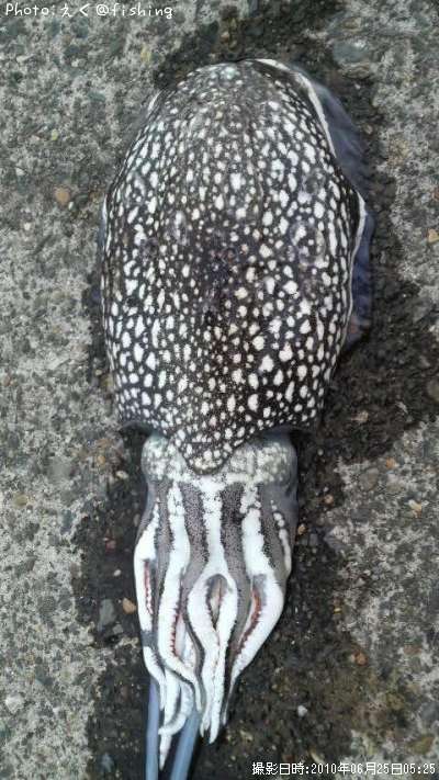 ����䥱����