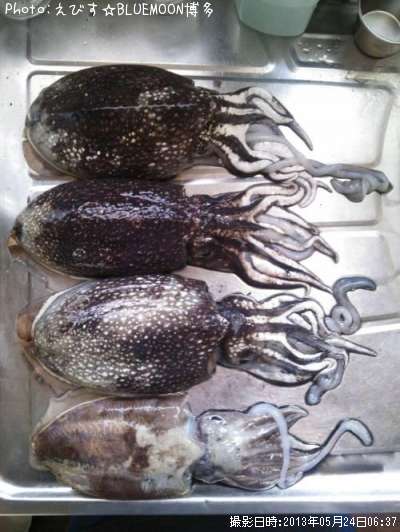 ����䥱�����ߥʥ�