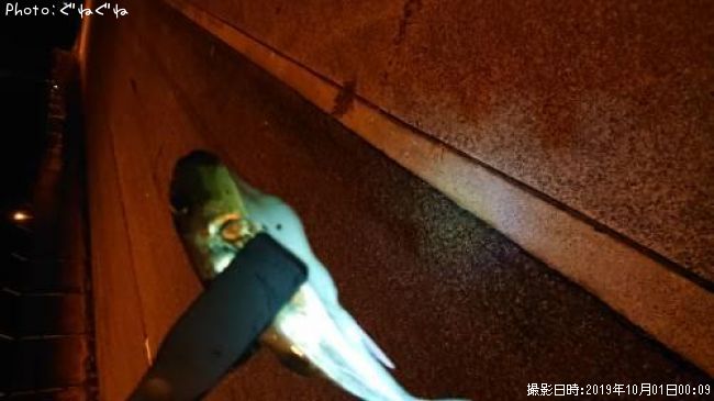 �������Х�