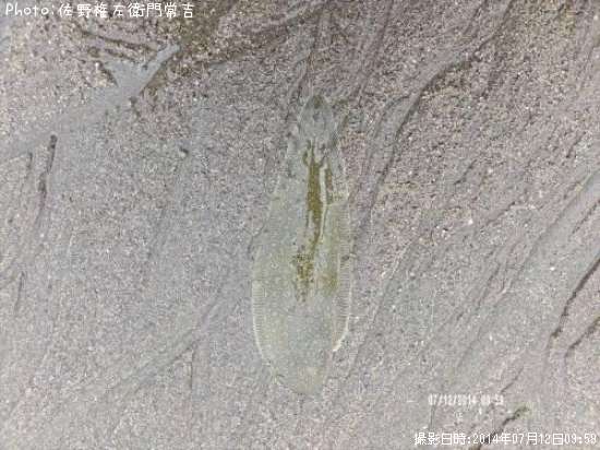 �����ӥ��