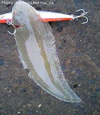 �����ӥ��