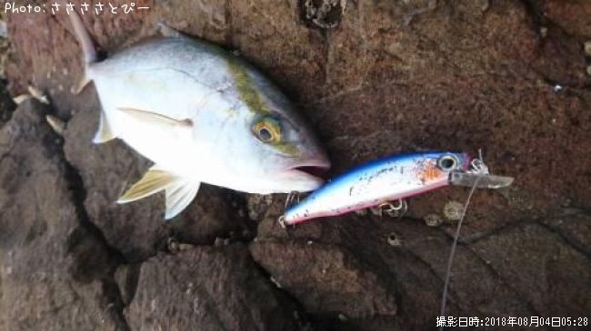 ���祴�����ޥ�