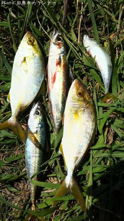 ���祴�ȥ���