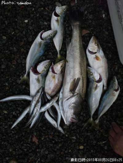 ���祴���參��