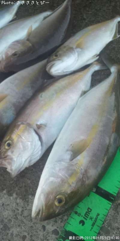 ���祴���參�������С�����