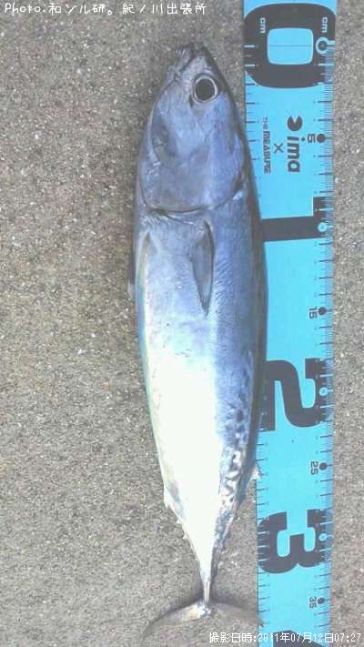 ���������ĥ�