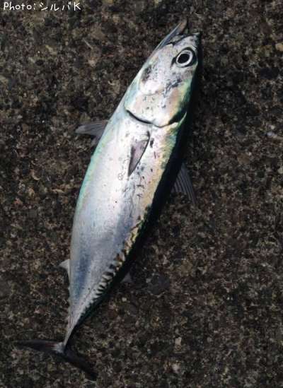 ���������ĥ��ʥޥ륽������