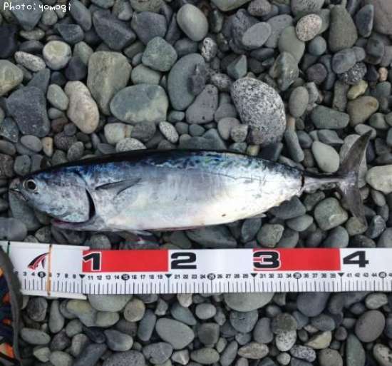 ���������ĥ�