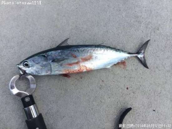 ���������ĥ�¾