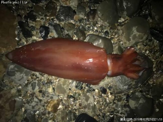 ���ǥ���