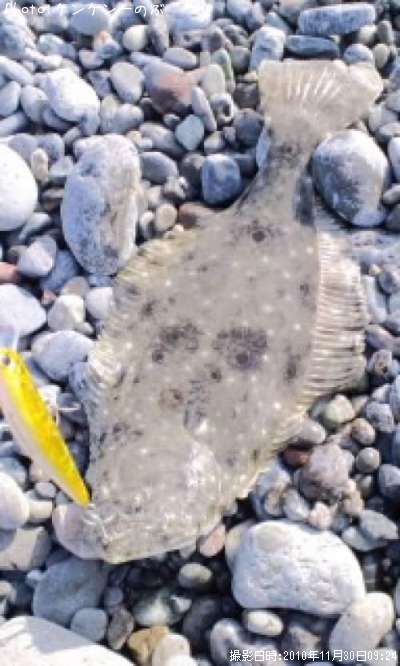 �����ʥҥ���