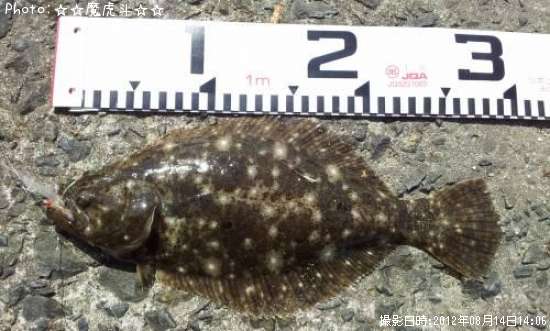 �������ҥ��