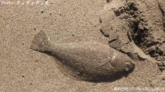 �����åá�