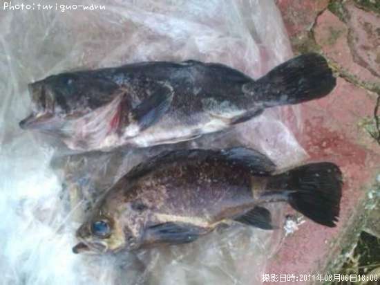 ��������Х�