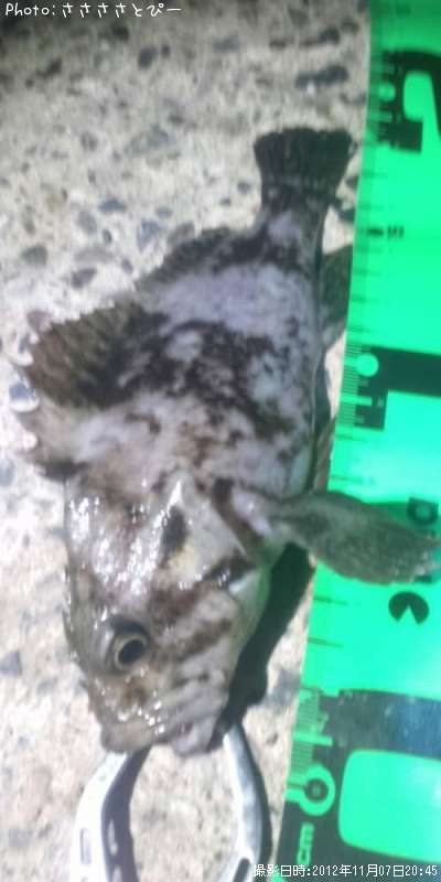 ��������Х�������Х�