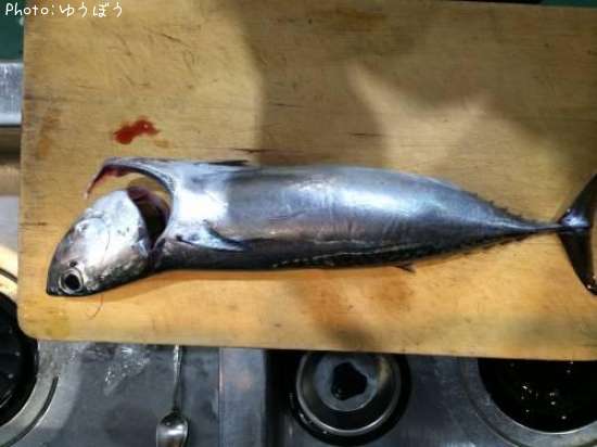 ���������ĥ�