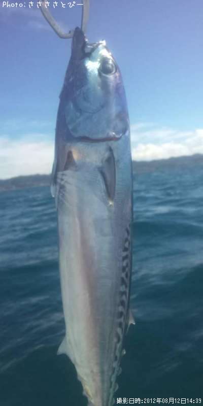 ������������ϥ�