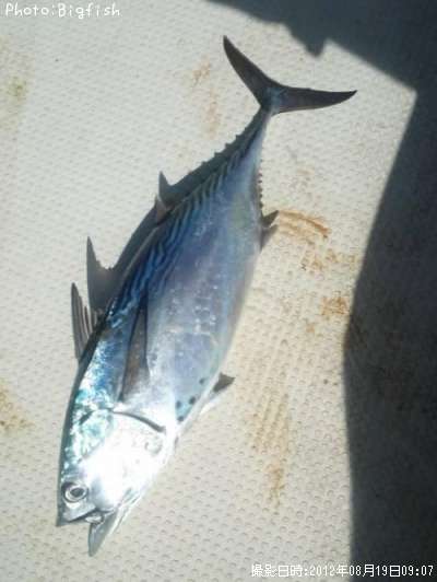 ���ޥ��ĥ�