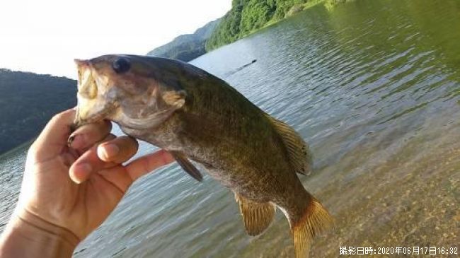 ���⡼��Х������á��գͣ�����