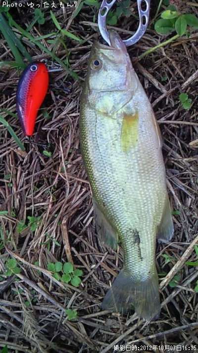 ���⡼��ޥ���