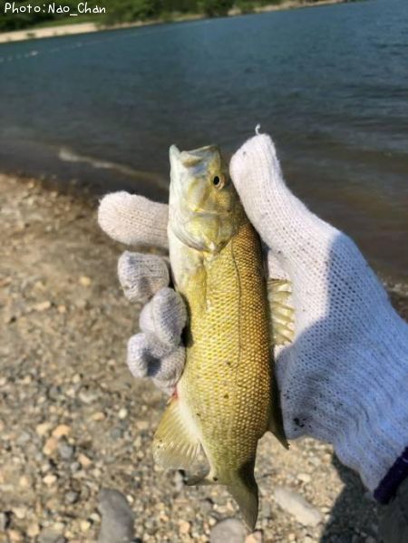 ���⡼��ޥ����Х�