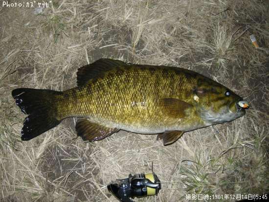 ���⡼��ޥ����Х�