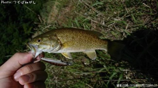 ���⡼��ޥ����Х�