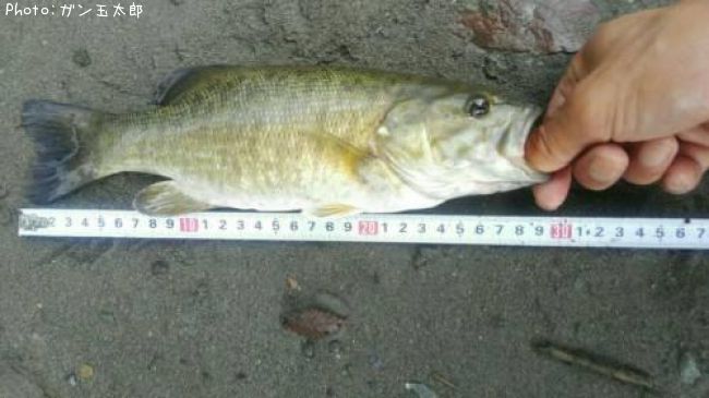 ���⡼��ޥ����Х�