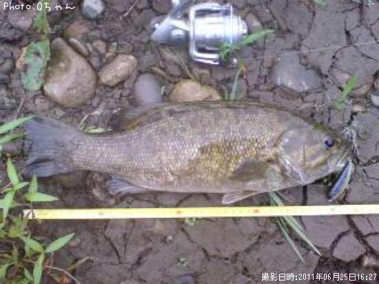 ���⡼��ޥ����Х�