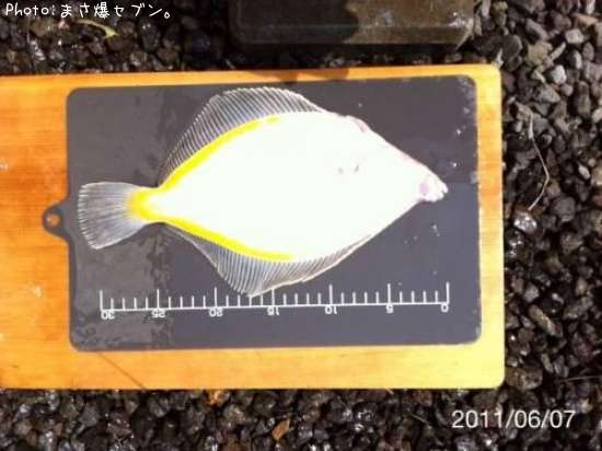 ���ʥ��쥤